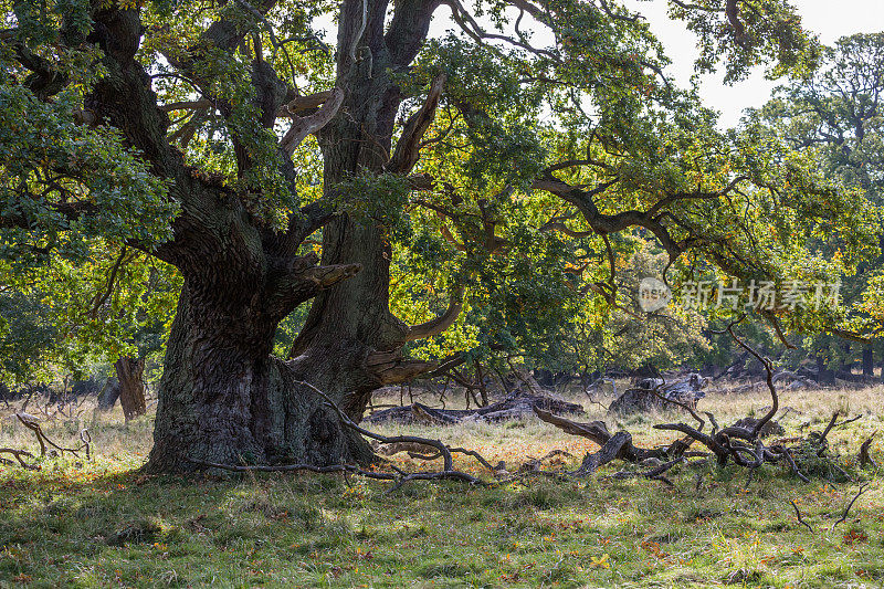 美丽的老橡树在Dyrehaven -鹿园
